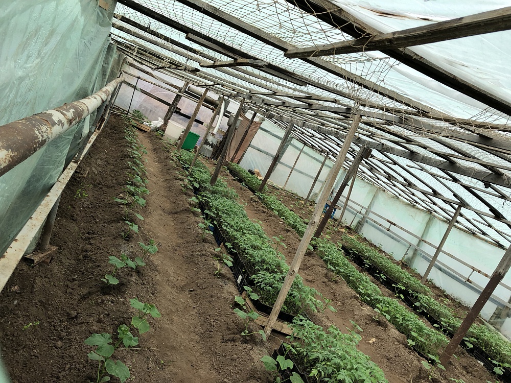 Теплицы в селе Заречном Астраханской области  незаконно отапливались газом