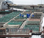 Астраханское осетровое хозяйство планирует увеличить экспорт икры и мальков