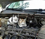 В Астрахани кошка три километра проехала в моторном отсеке авто