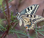 Записки астраханского натуралиста. Махаон и Подалирий