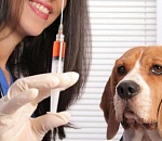 Астраханцам предлагают бесплатно привить от бешенства своих питомцев