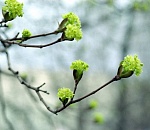 Апрель не торопится дарить жаркие дни астраханцам