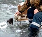 Норка клянчит еду у астраханских рыбаков (ВИДЕО)