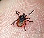 Более двух тысяч астраханцев пострадали от укусов клещей