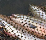 Двое работников астраханского рыбзавода пытались украсть с предприятия более 100 килограмм рыбы