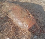 Астраханец поймал рыбу, от которой мурашки по коже