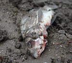 Подстепные ильмени: 40% потеряно, как спасать оставшиеся 60%?