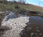 Массовый замор рыбы сняли на видео под Астраханью