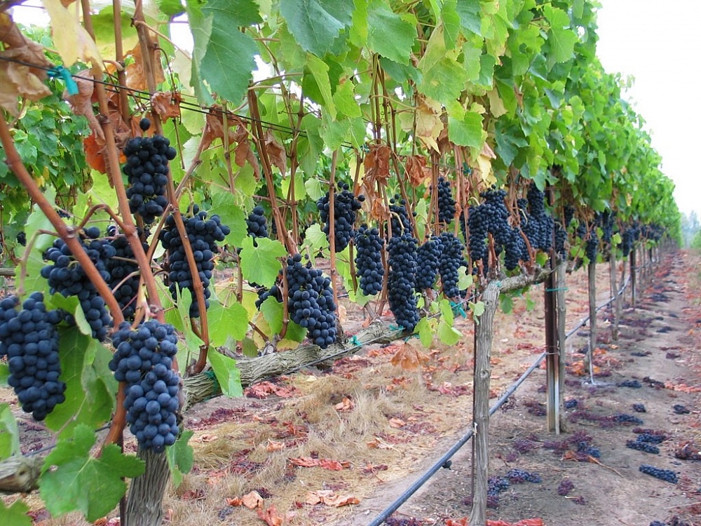 В Астраханской области планируют расширять площади виноградников 