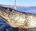 Астраханская артель провела полтонны рыбы мимо кассы