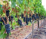 В Астраханской области планируют расширять площади виноградников 