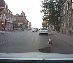 Стая собак набросилась на автомобиль в центре Астрахани