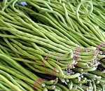 В Астраханской области будут выращивать новую культуру