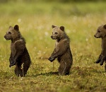 "ЕР" запустила в Гордуму Астрахани "команду обновления"