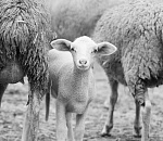 Российская выставка племенных овец пройдет в Астраханской области