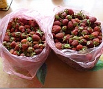 Астраханских взрывотехников подняли по тревоге из-за пакета с клубникой