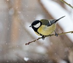 Записки астраханского натуралиста. О зимней подкормке птиц