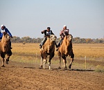 В Астраханской области пройдут верблюжьи бега и скачки на лошадях