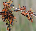 Из-за маловодья в Астраханской области расплодилась саранча, заражено 27 тыс га земли