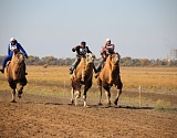 В Астраханской области пройдут верблюжьи бега и скачки на лошадях