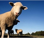 Красиво разводить овец не запретишь: судебные приставы арестовали на чабанской точке под Астраханью мягкую мебель, телевизор и ковры