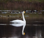 Записки астраханского натуралиста. Редкий северный гость – малый лебедь