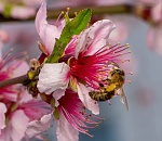 Записки астраханского натуралиста. Для кого цветут сады?