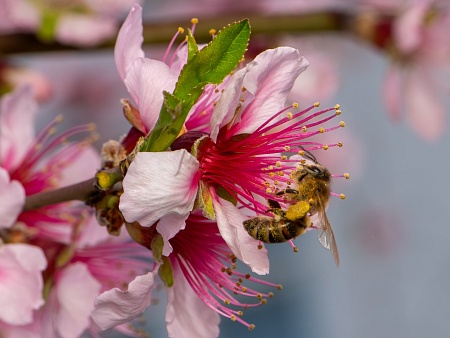 Записки астраханского натуралиста. Для кого цветут сады?