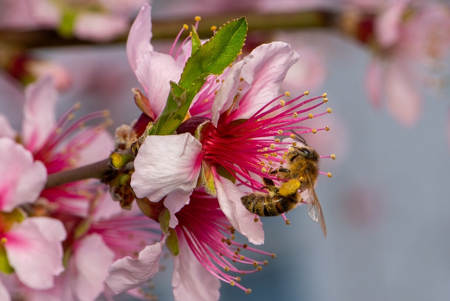 Записки астраханского натуралиста. Для кого цветут сады?