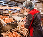 Астраханская область вложила 42 млн руб в переоборудование птицефабрики "Харабалинская"