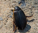 Записки астраханского натуралиста. Куда делись жуки-плавунцы и водолюбы