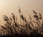 Труп мужчины с укусами животных обнаружили в камышах на окраине Астрахани