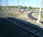 Коровы мешают движению поездов в Астраханской области