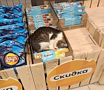 Одиссея Джеки: драматическая история со счастливым концом произошла с котом из Астрахани 