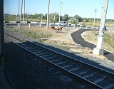 Коровы мешают движению поездов в Астраханской области