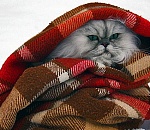 Астраханцам обещают 20-градусные ночные морозы