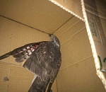 Астраханцы пытаются спасти раненого ястреба