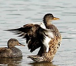 Через три дня заканчивается охота на водоплавающую и полевую дичь в Астраханской области