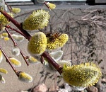 Астраханская погода в апреле