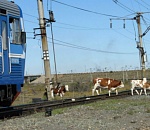 В Астраханской области нашли «крайних» в дорожных происшествиях с бесхозными коровами