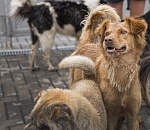 Сыпать корм, стучать по миске: как будут проверять на агрессивность астраханских собак
