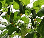 В астраханской ИК-6 начался сбор тепличных огурцов