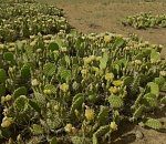 Фиги индейцев зацвели в Астраханской области