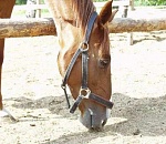 В Астрахани открылся конный клуб