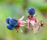 Записки астраханского натуралиста. Почему мельчает ежевика?