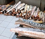 В Астрахани возбудили уголовное дело на мужчину, который приобрел  126 туш краснокнижных осетров