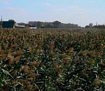 Ерик Казачий в Астрахани предлагают ликвидировать