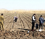 Астраханские фермеры готовы  накормить россиян ранней картошкой и клубникой 