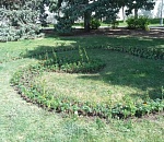 В центре Астрахани появились тагетисы, циннии, цинерарии и агератумы