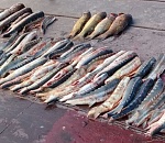 Астраханские браконьеры рассказали пограничникам свои удивительные истории